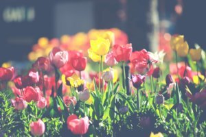 Frische Tulpen im Mai. Inspiration für den Redaktionsplan.