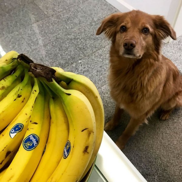 Wir sind süchtig nach Bananen - und Paul.